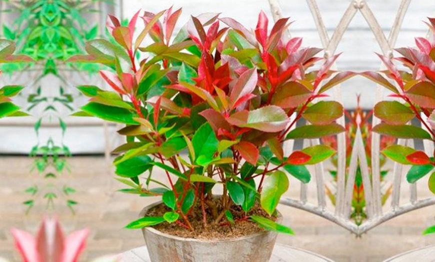 Image 1: Photinia Red Robin Plants