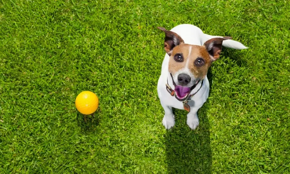 Clean Home Awaits: One Time Pet Waste Removal Service for Up to 2 Dogs