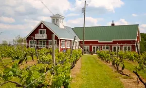 Explore Vineyard, Enjoy a Picnic & Souvenir Glasses for Two or Four