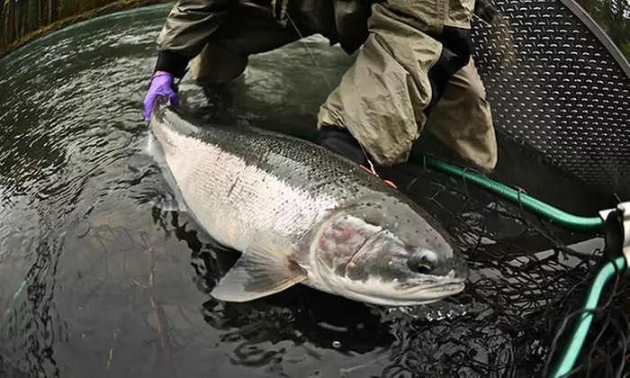 $325.99 for a Full-Day Fly- or Gear-Fishing Trip for Two from Olympic Peninsula Outfitters ($625 Value) - Primary Image