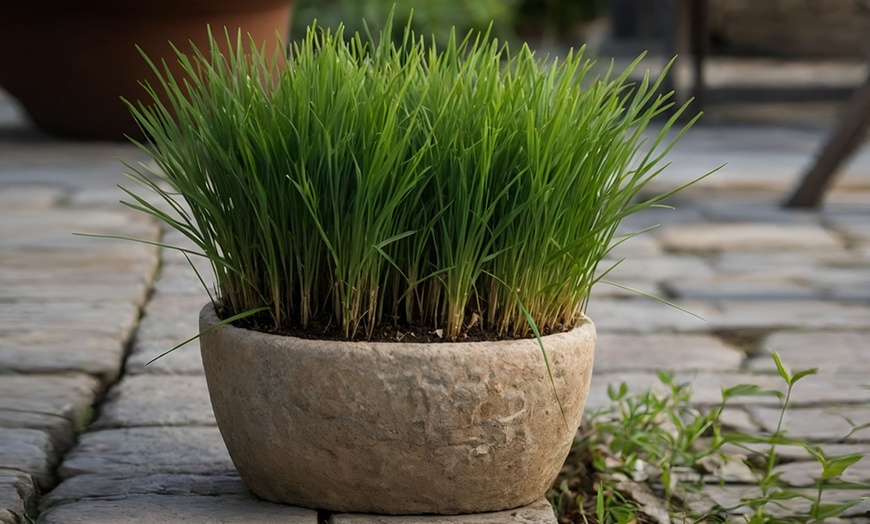 Image 1: 4 cyperus alternifolius