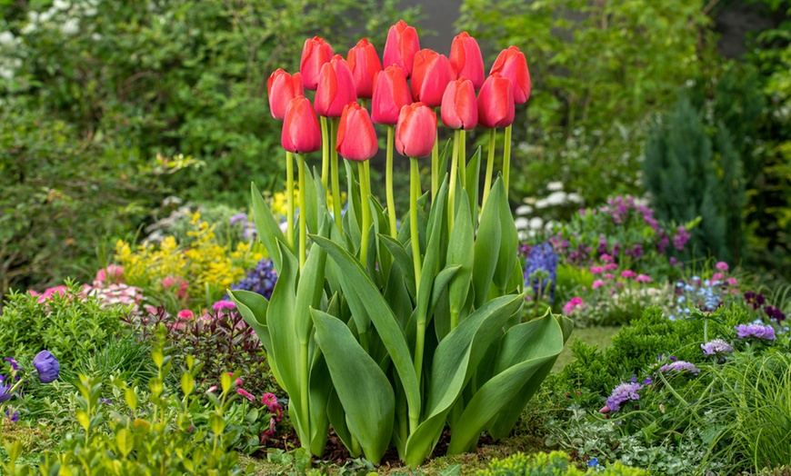 Image 14: 125 ou 250 bulbes de diverses fleurs de printemps colorées