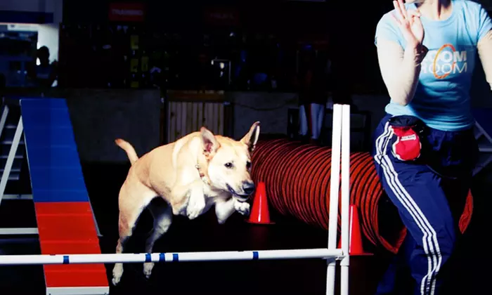 Canine Evaluation with Three or Five Dog-Training Classes at Zoom Room (Up to 49% Off) - Primary Image