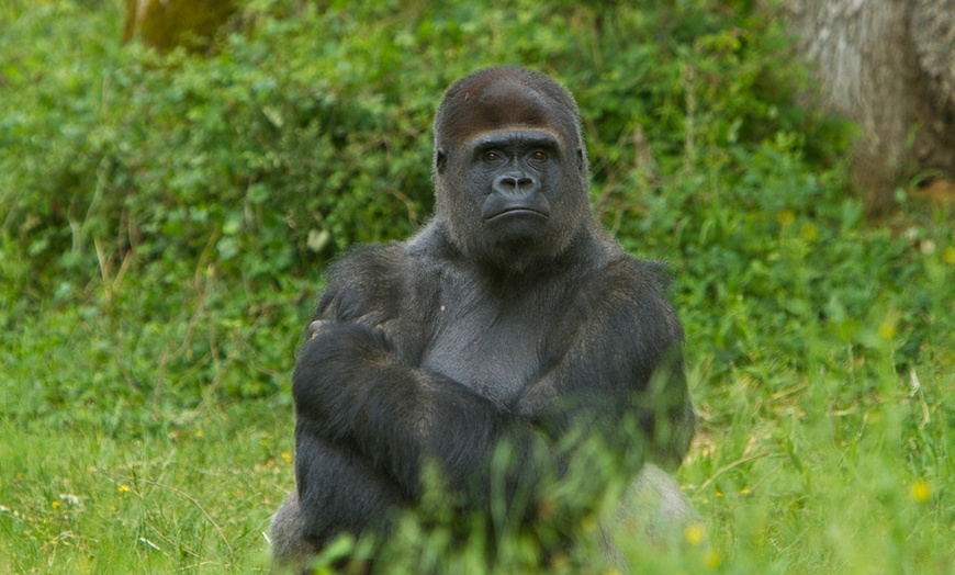 Image 8: Entrées à la Vallée des Singes