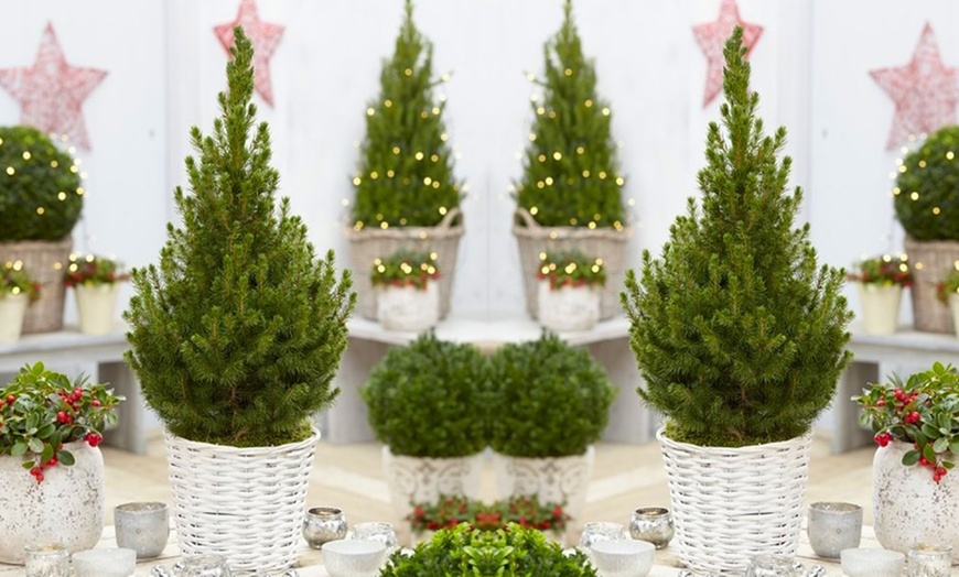 Image 1: Christmas Tree in White Basket