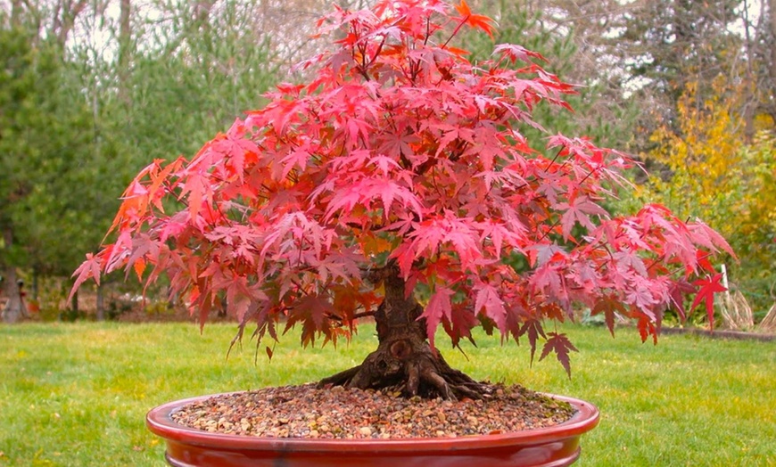 Image 7: Outdoor Bonsai Trees