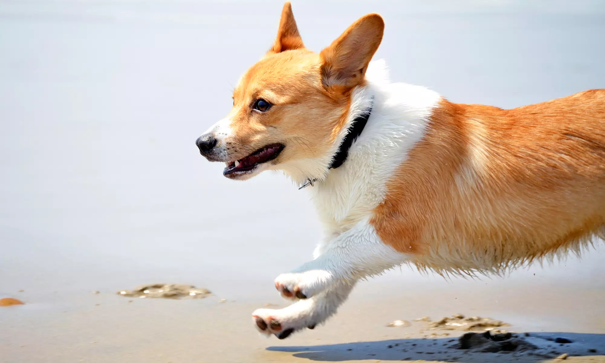 One or Two Weeks of Dog Running Sessions from Dogtastic Walking & Running Services (Up to 52% Off) - Primary Image