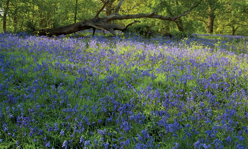 Image 1: Up to 50 Snowdrops and Bluebells