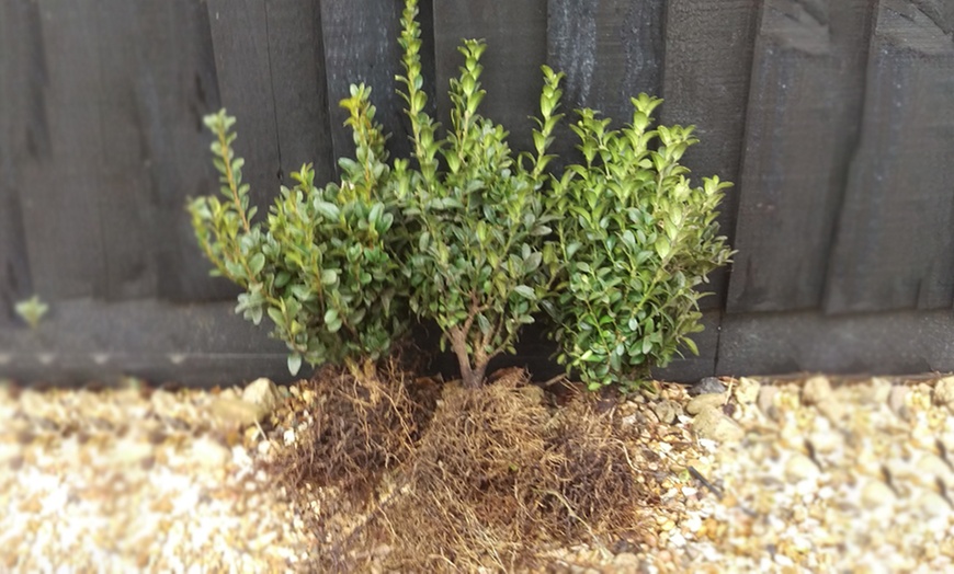 Image 2: Privet Hedging Bare Root Plants 