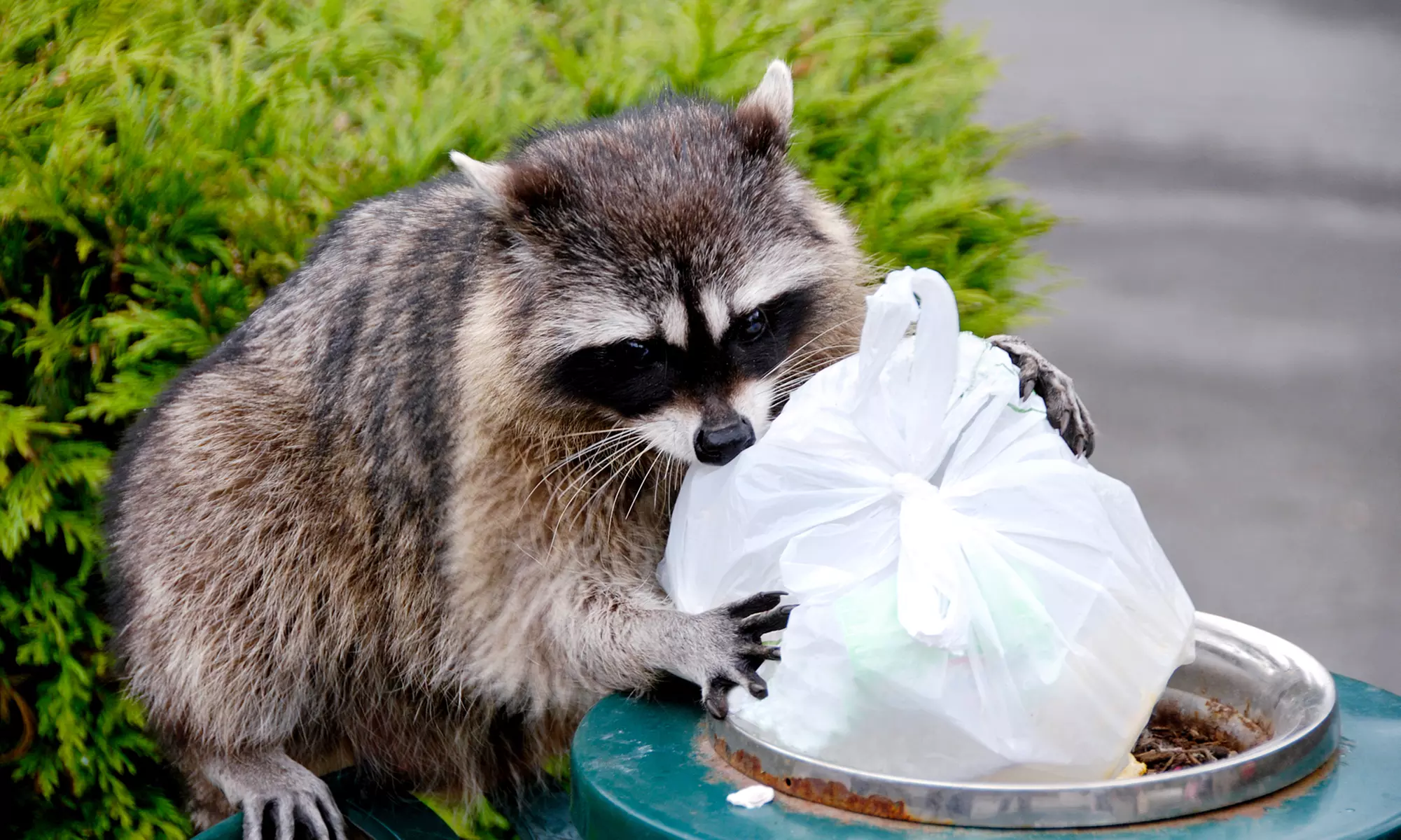 $79 for Inspection and $50 Toward Repairs from Ace Animal Control &﻿ Emergency Services ($179 Value)  - Primary Image