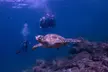 Dive Into Adventure with Scuba Diving at Al Boom Diving (Up to 54% Off) - Image 6
