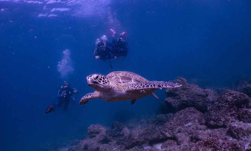 Image 6: Experience Scuba Diving with Pool and Beach Dives!