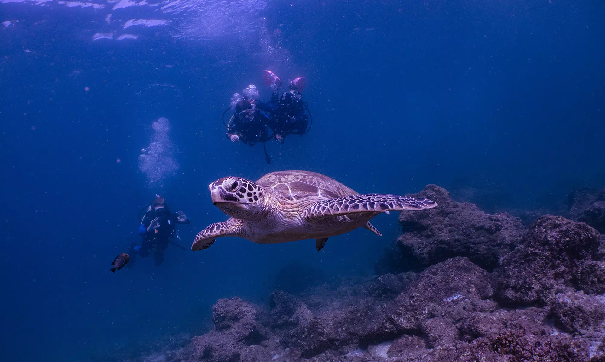 Experience Scuba Diving with Pool and Beach Dives!