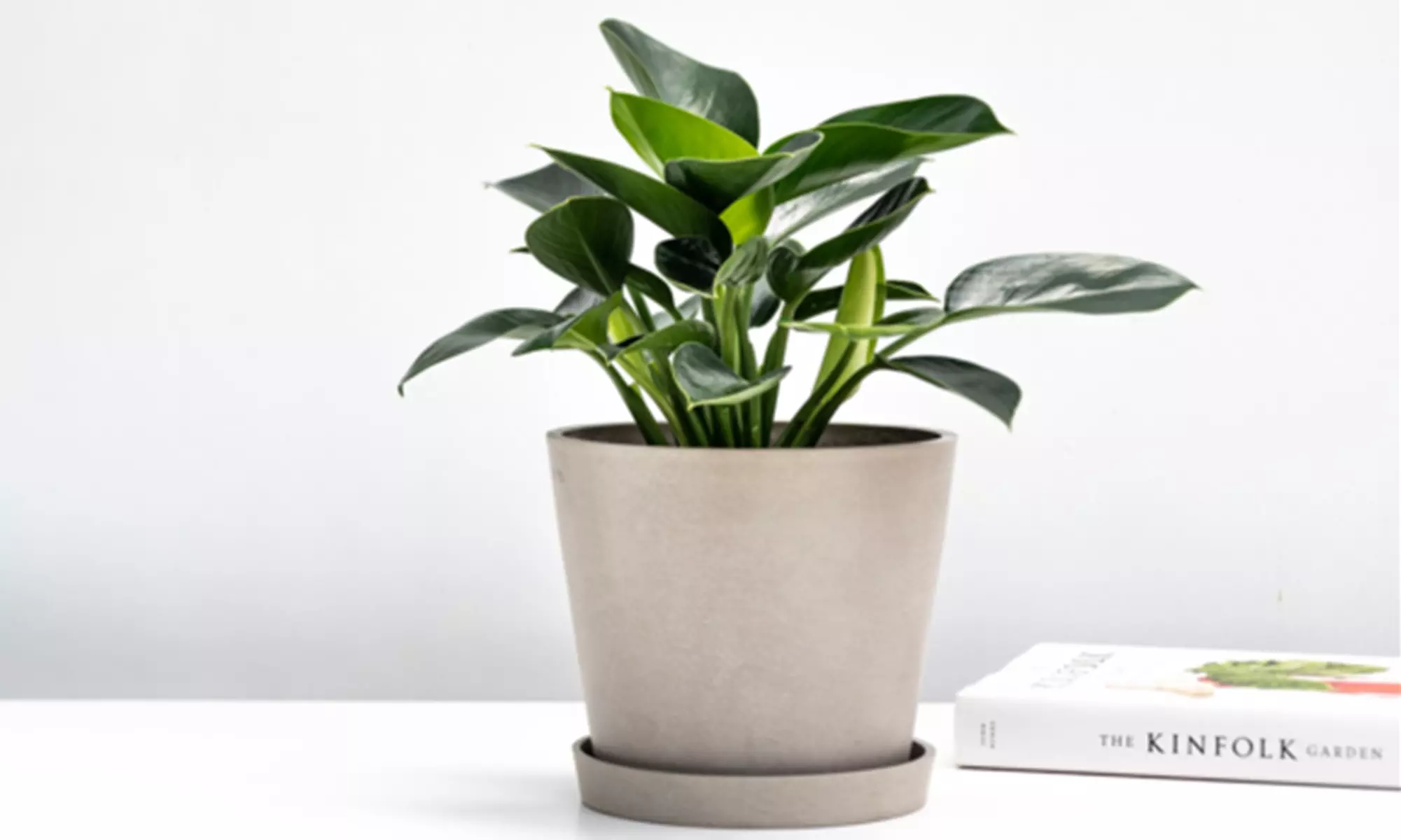 Mélange de 3 plantes vertes d'intérieur, 25-40 cm à la livraison - Second Medium