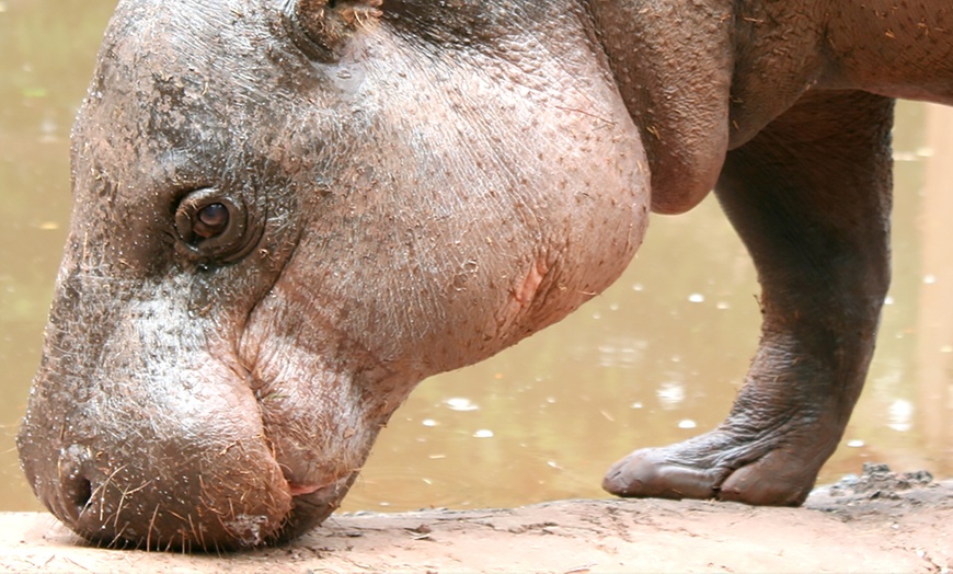 Image 4: South Lakes Safari Zoo