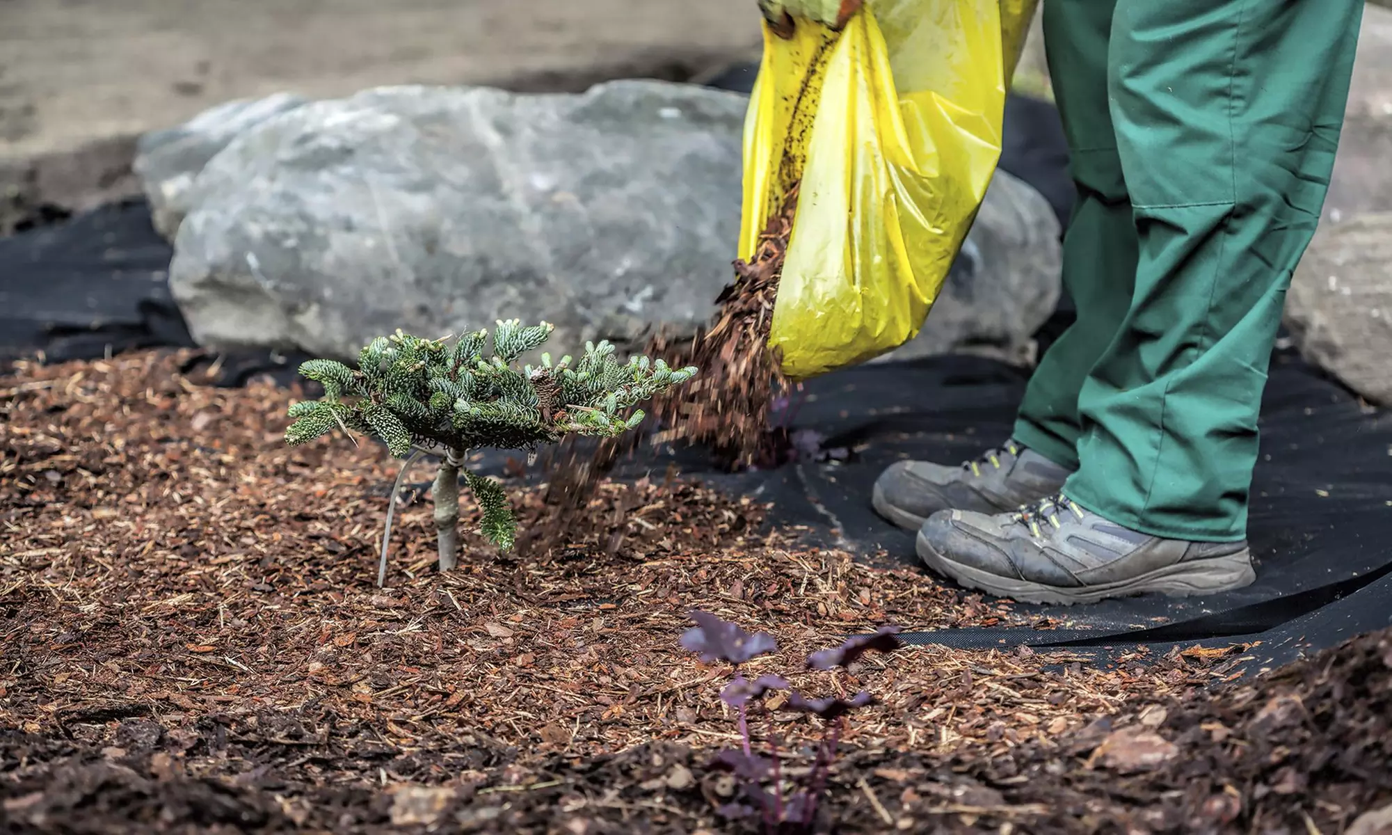 $50 for $90 Worth of Landscaping — Strobbe Pro - Primary Image