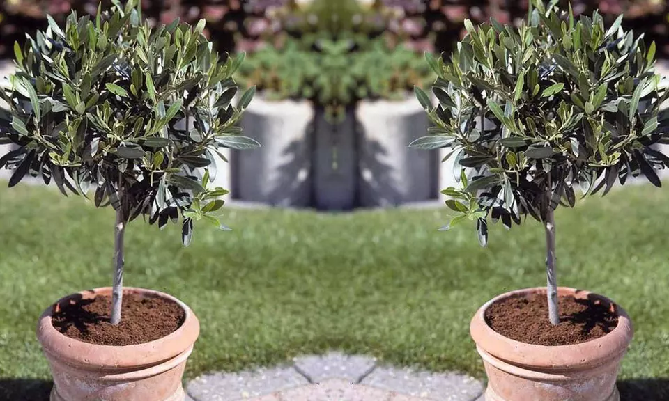 Arbre Olivier d’Europe - Primary Image