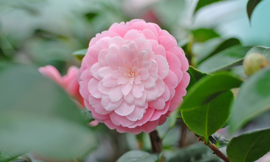 Image 1: Camellia Pink Perfection Plant