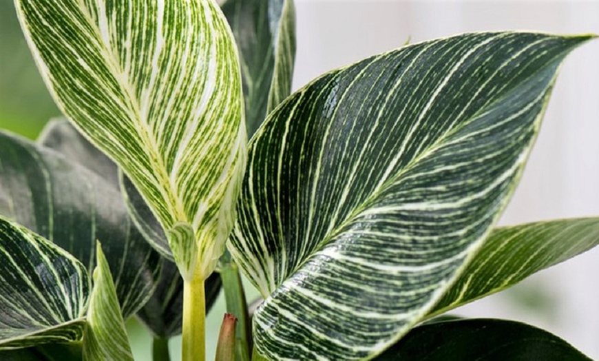 Image 2: 1x oder 2x Philodendron White Wave