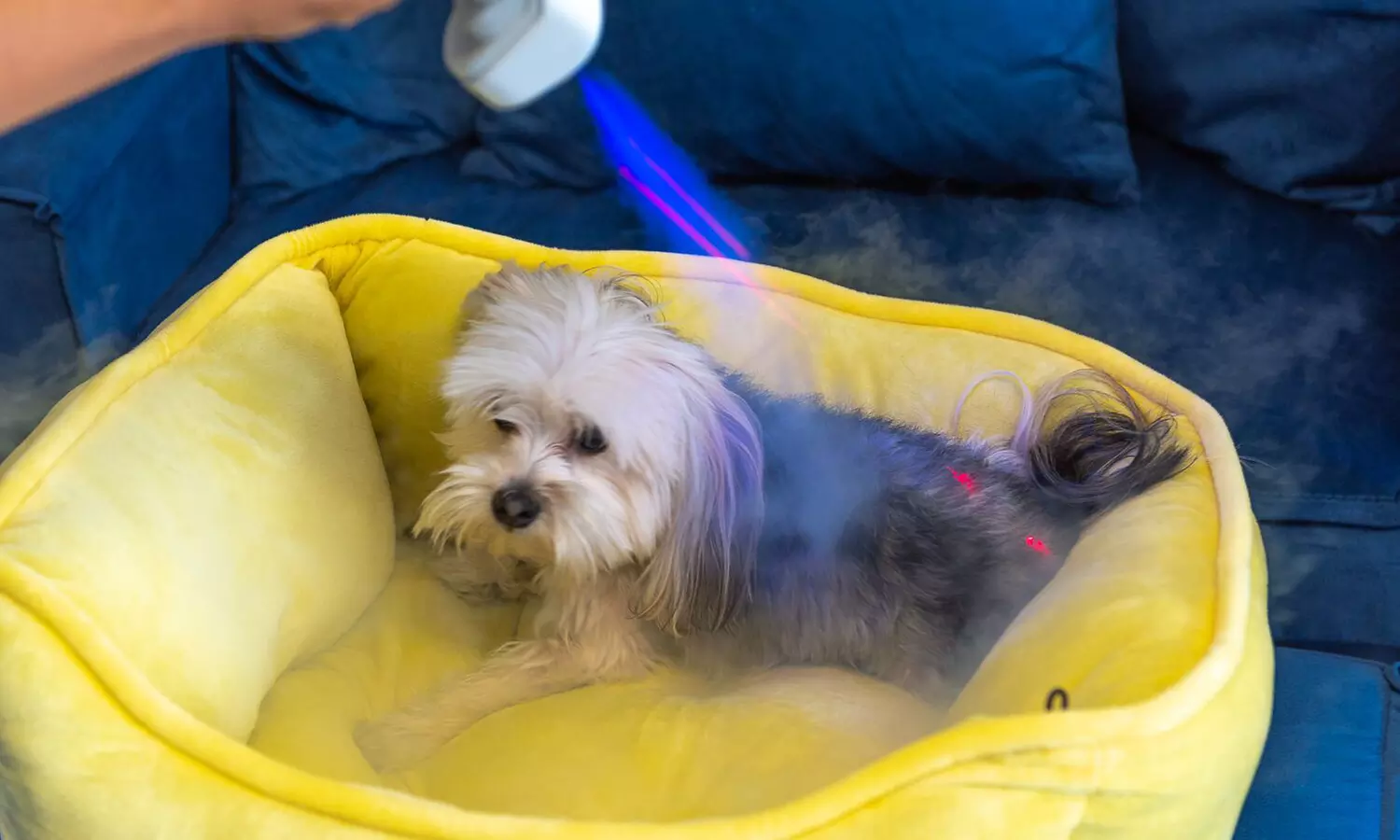 Localized Doggy Cryo for One or Three Areas at The Cryotherapy Place(Up to 59% Off) - Second Medium