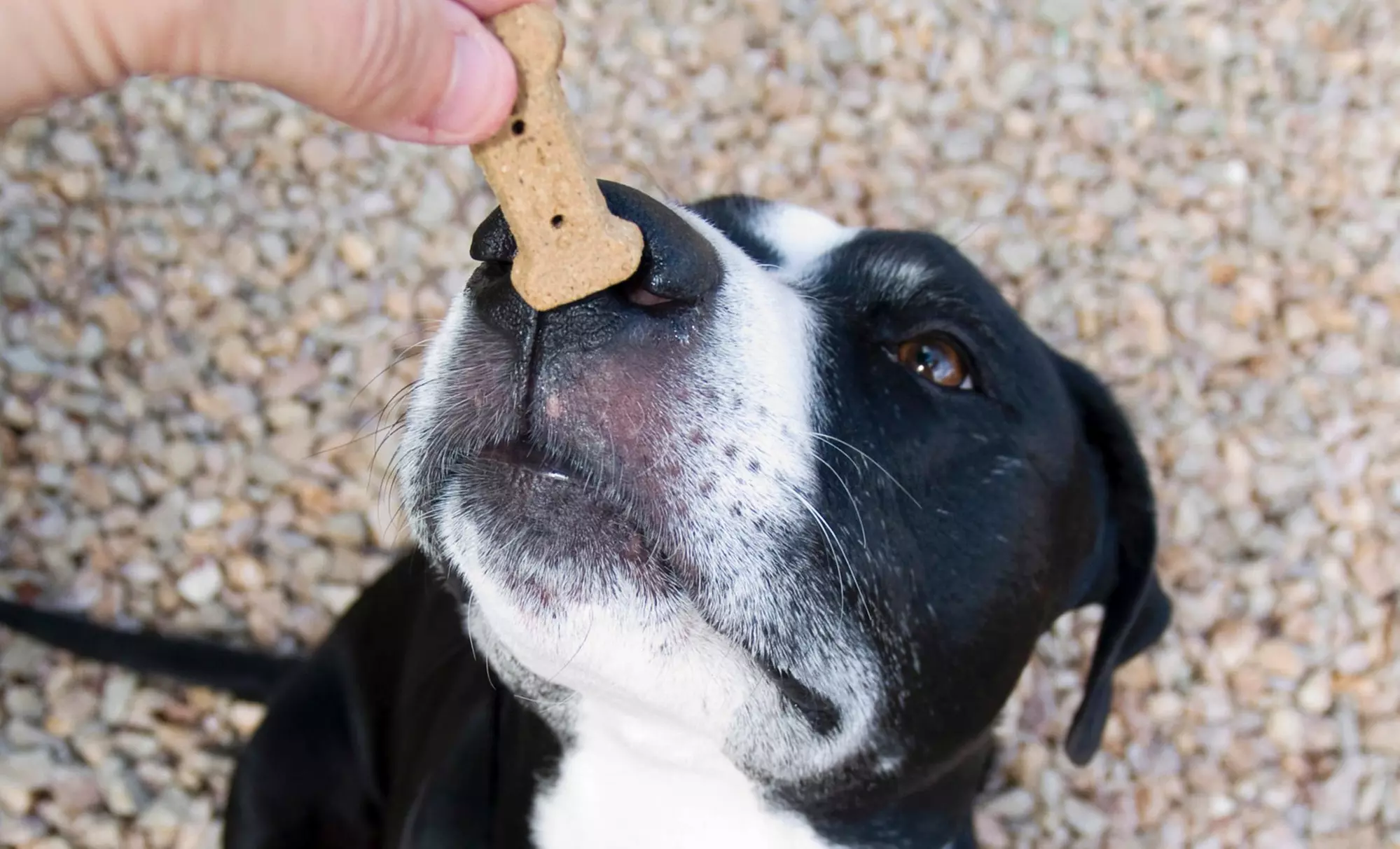 One Private Obedience-Training Session from K9 One Protection (45% Off) - Primary Image