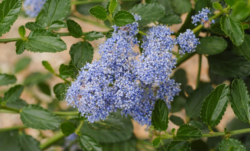 Image 3: Potted Californian Lilac Tree