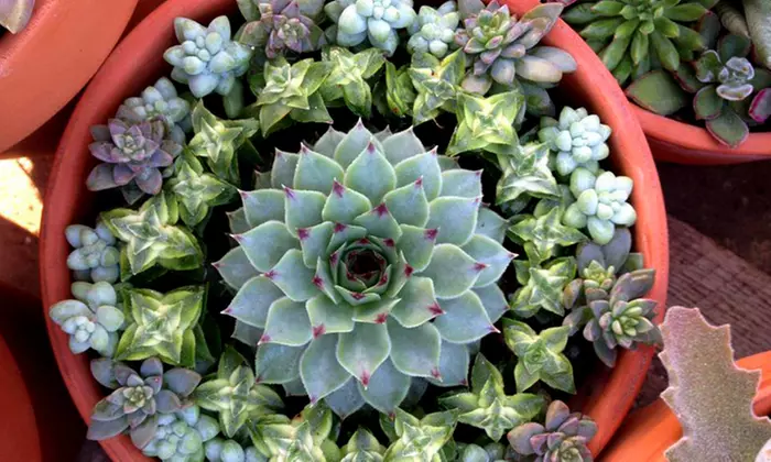$22 for $40 Worth of Succulents, Cacti, and Desert Plants at East Austin Succulents - Primary Image