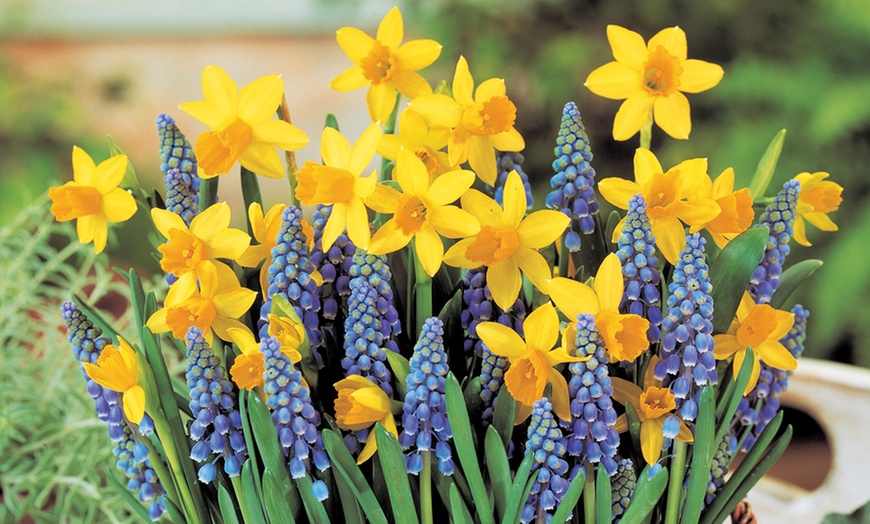 Image 2: Daffodil and Muscari Bulb Plants