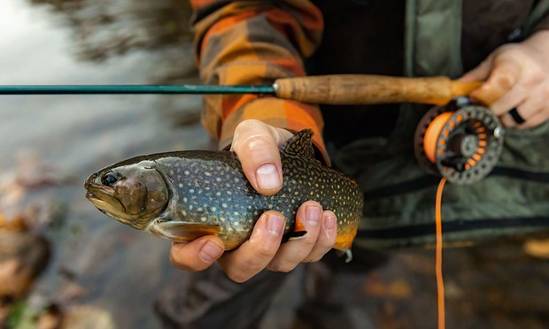 What to expect media