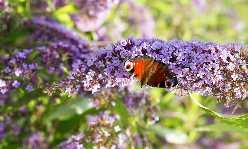 Image 6: Lot de Buddleia Wisteria Lane