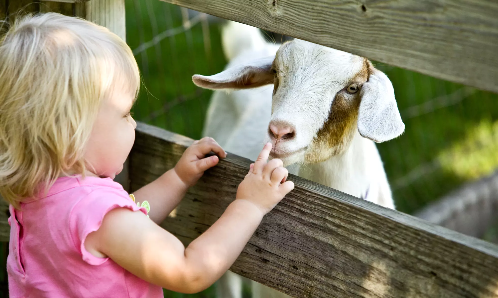 Up to 31% Off Petting Zoo Farm Experience at Green Meadows