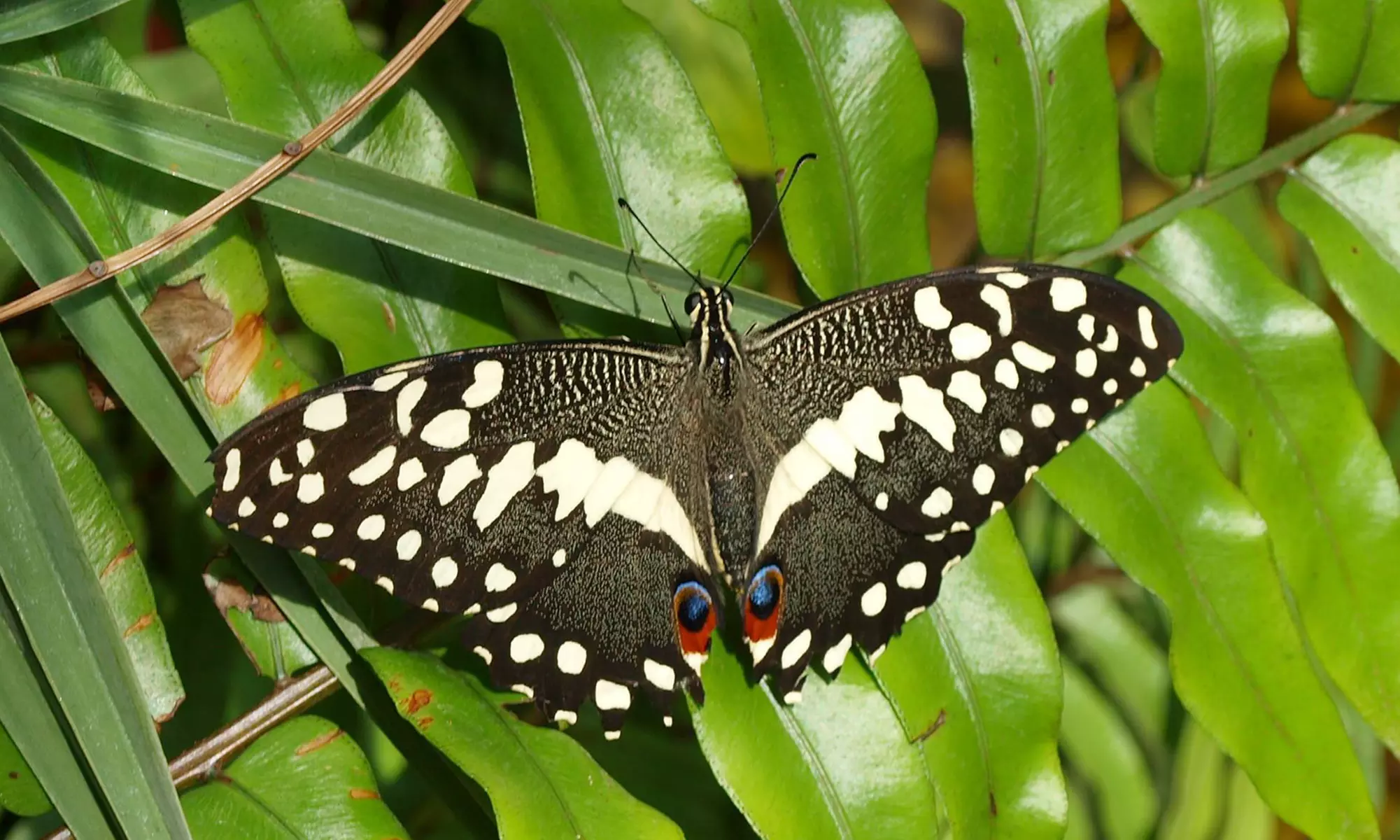 Butterfly-Exhibit Visit for Two, Four Mommy and Me Classes, or Visit for Four at World of Wings (Up to 50% Off) - Primary Image