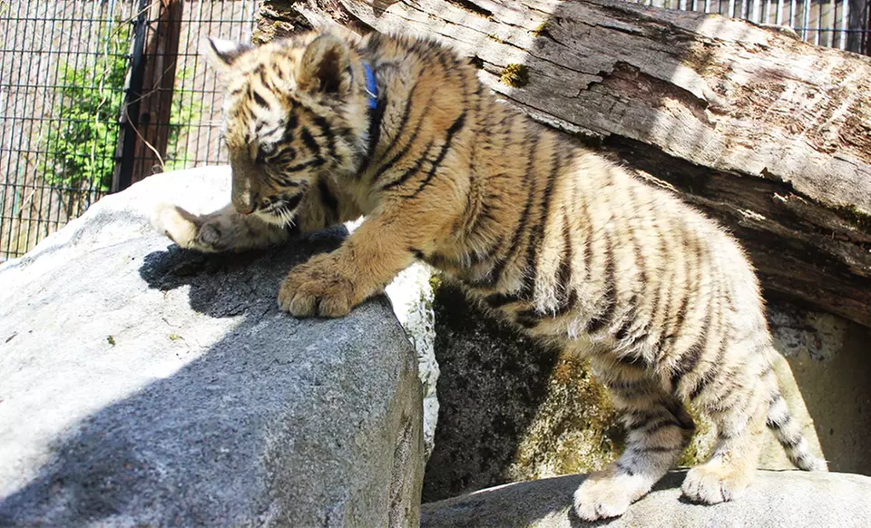 Zoo Visit for Two, Four, or Six at The Zoo in Forest Park and Education Center (Up to 50% Off) - Primary Image