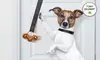 Potty Chimes Dog Potty-Training Chimes and DVD. Free Returns.