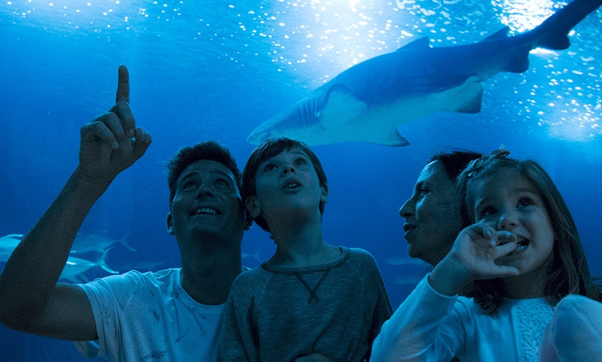 Image 24: Entrada de 1 día al Oceanogràfic, Museo Príncipe Felipe y/o Hemisfèric