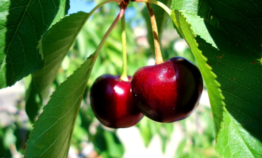 Image 3: Lots de 4 arbres fruitiers