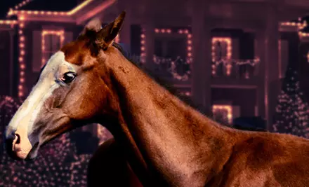 $70 for a One-Hour Holiday-Lights Horseback Ride on the Beach for Two from Virginia Beach Horseback ($140 Value) - Primary Image