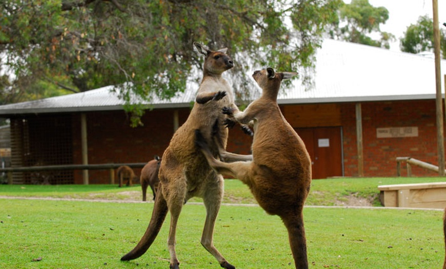 Image 15: Ballarat Wildlife Park Pass