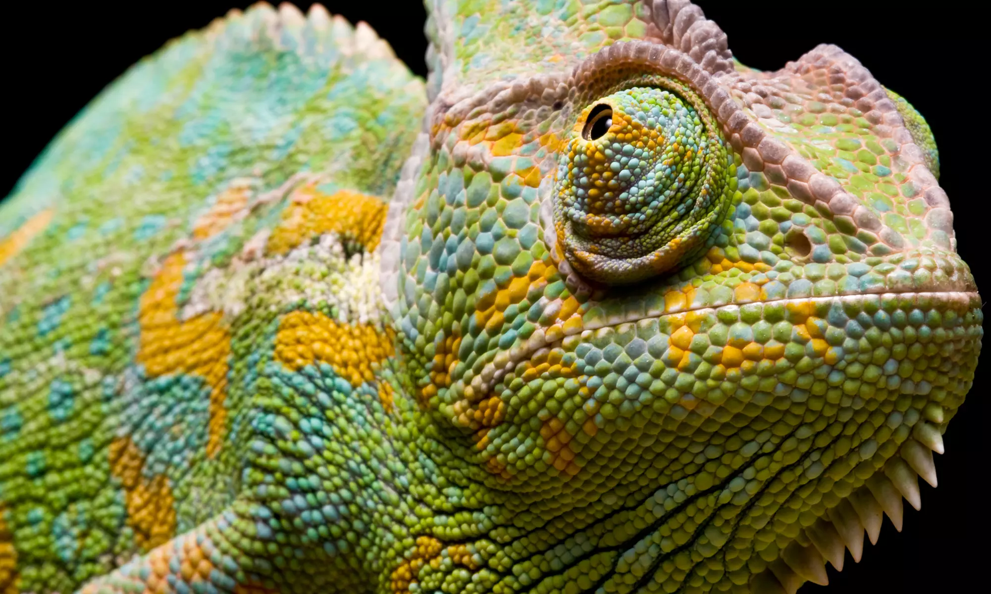 Kansas City Reptile Show Visit for Two, Four, or Six (Up to Half Off). Six Dates Available.  - Primary Image