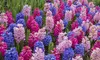 Spring-Blooming Flower Bulbs