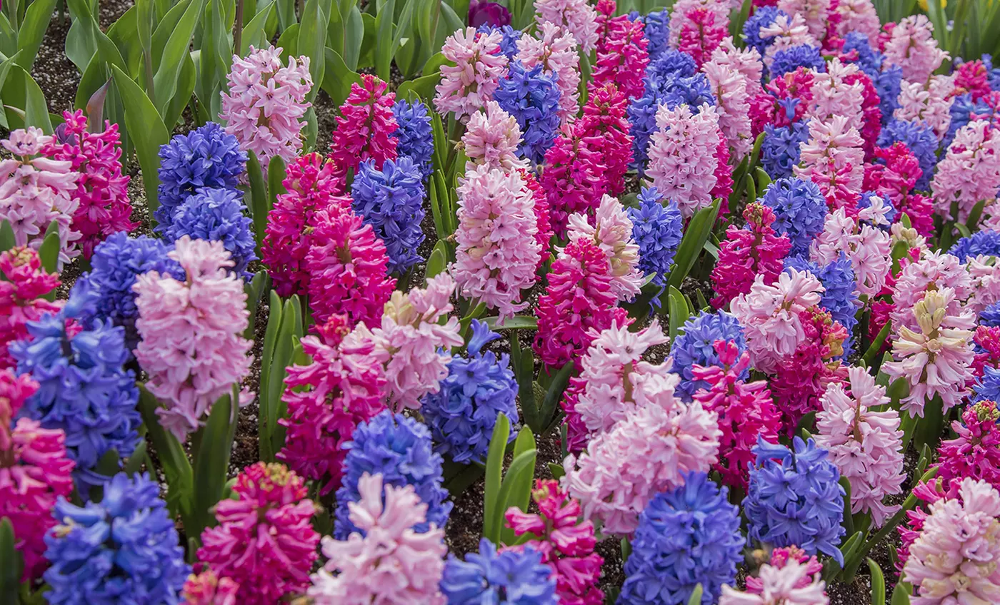 Spring-Blooming Flower Bulbs - Primary Image