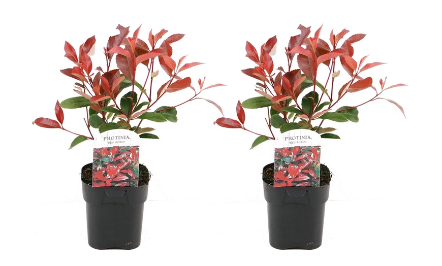 Image 8: Set van 2, 4 of 6 Photinia 'Red Robin' planten