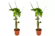 Lot de 2 Alocasia oreille d'éléphant - Second Medium