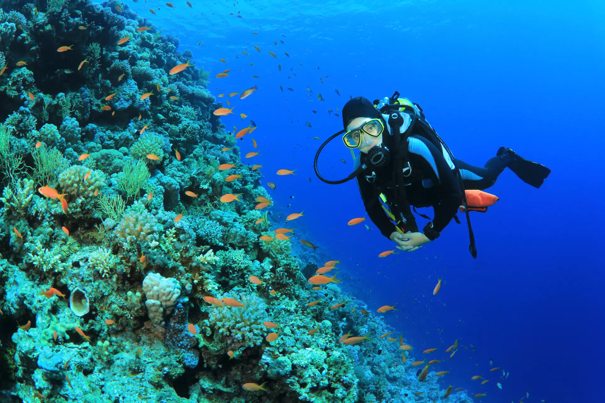 $249 for a PADI Open-Water Certification Course at Seas The Day Scuba ($499 Value) - Primary Image