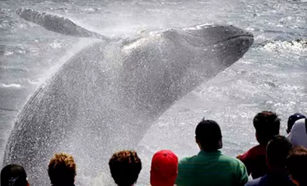$30 Towards of Whale-Watching Cruises - Primary Image