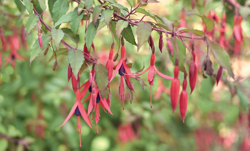 Image 3: Fuchsia Riccartonii Hardy Shrub - One or Three Plants