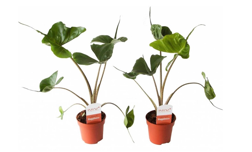 Image 4: Plantes d'alocasia 'Stingray'