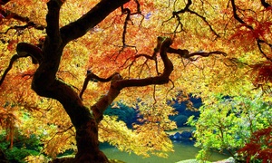 Japanese Maples