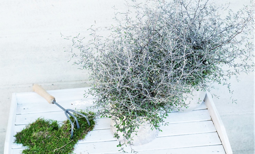 Image 7: Three Maori Green Corokia Bonsai