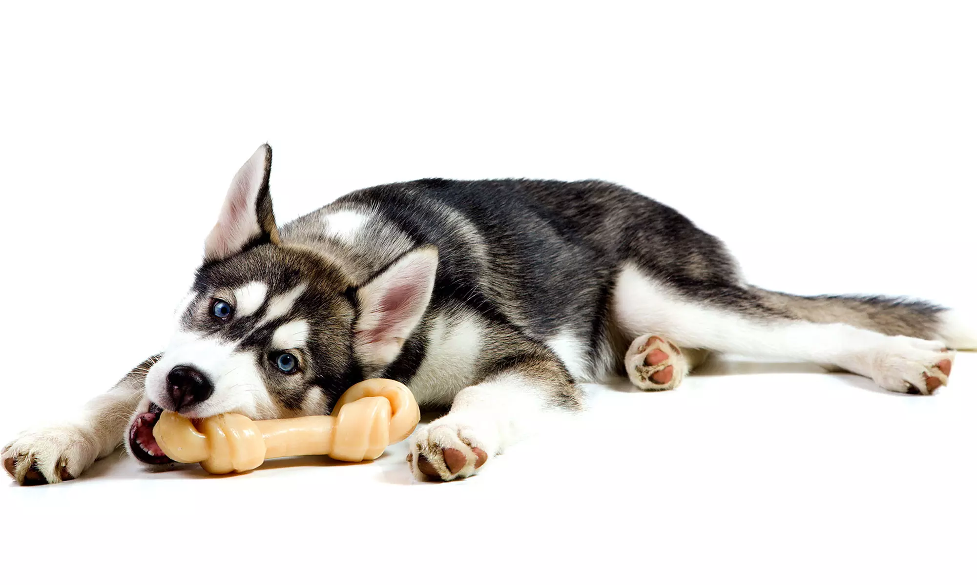 $47 for $85 Worth of Services at For The Love Of Dog Mobile Dog Grooming - Primary Image